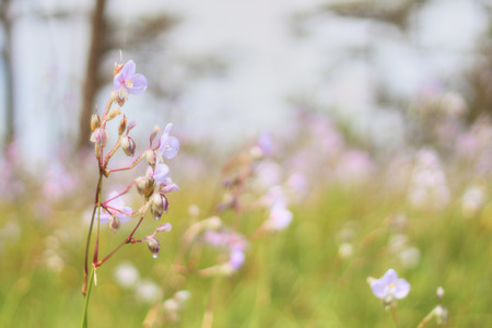 Abstract blurred and soft focus wild flower on bokeh in natural.の写真素材