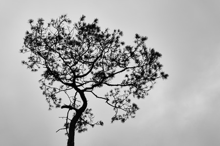 Silhouette of tree. Black and white tone.の写真素材