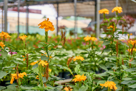 Blooming yellow flowers in the greenhouseの写真素材