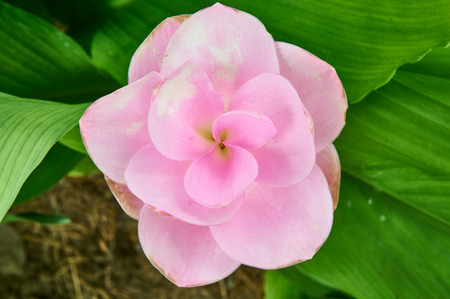 Pink petal of Siam Tulipの写真素材