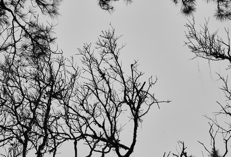 Silhouette of tree. Black and white tone.の写真素材