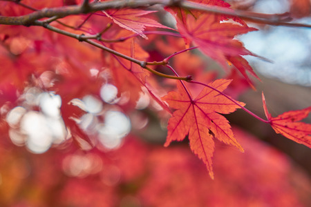 Colorful leave and tree in autumn season. Picture in Deep red tone.の写真素材