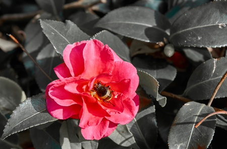 tropical carpenter bee on the vivid pink flower. Picture in color on black and white background.の写真素材
