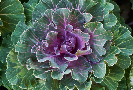 Ornamental cabbage plant. Background of purple decorative cabbage.の写真素材