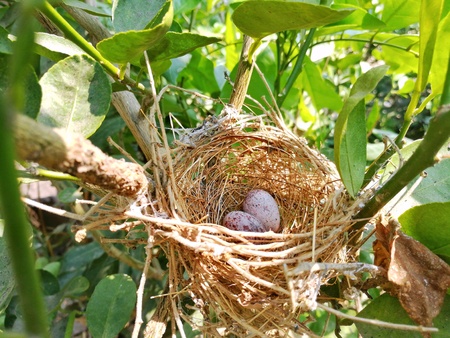 Bird's egg in the little nest. The bird nest with two eggs on lime tree.の写真素材