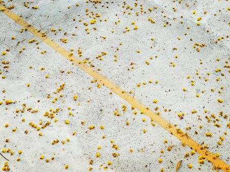Yellow dried flowers on the concrete floor backgroundの写真素材