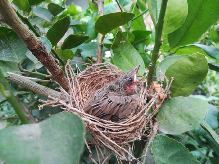 Bird on the nestの写真素材