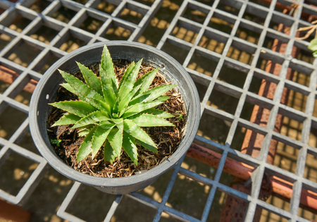 Pineapple plant in a pot.の写真素材