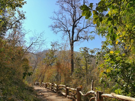 Walk way in the dry forest.