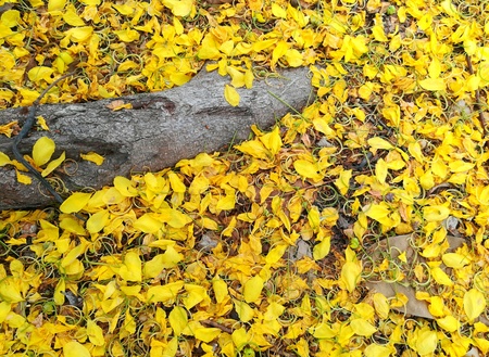 Yellow carpet from Golden shower petals on the ground.の写真素材
