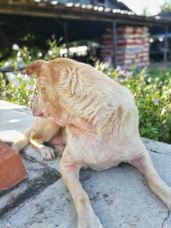 Brown dog lying on the concrete floor and looking back, turn away from camera.の写真素材