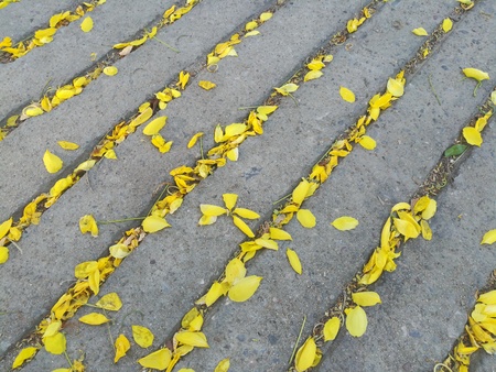 Yellow petal flowers on the concrete floor backgroundの写真素材