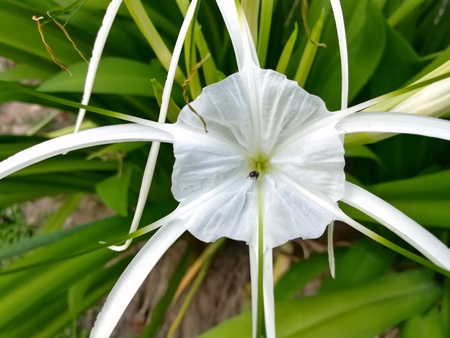 Spider lily and insect in the gardenの写真素材