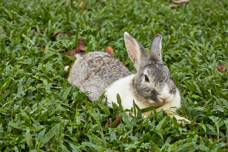 Rabbit lays down on the green grass field.