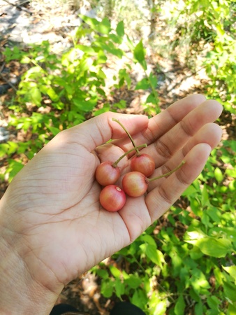 Jamaican cherry in handの写真素材