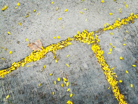 Yellow petal flowers on the concrete floor background. Picture in retro tone.の写真素材
