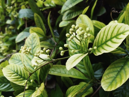 Tiny flowers and Green leaves backgroundの写真素材