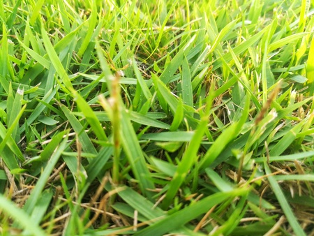 Green grass background