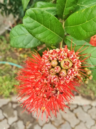 Red bush willow or Thai powderpuff flowerの写真素材