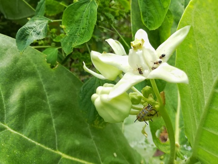 Insects on White Crown flower or Giant Indian Milkweed.の写真素材