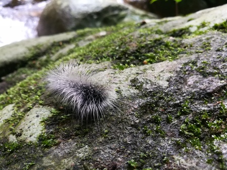 Hairy caterpillar on the groundの写真素材