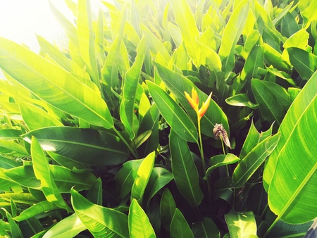 Green leaves background. Artificial light was added on the top left corner.の写真素材