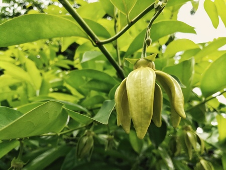 Ylang Ylang or Cananga blooming in a nature backgroundの写真素材
