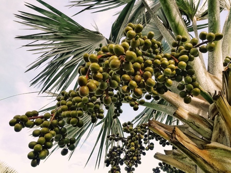 Betel palm or betel nutの写真素材