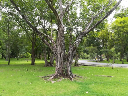 Banyan tree in the green public parkの写真素材