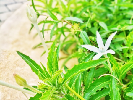 White flower in the green gardenの写真素材