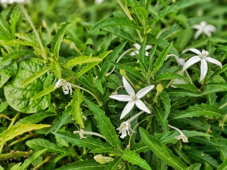White flower in the green gardenの写真素材