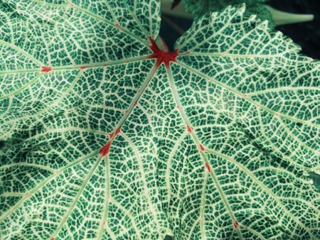Pattern on okra leaf.