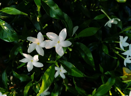Cape jasmine.