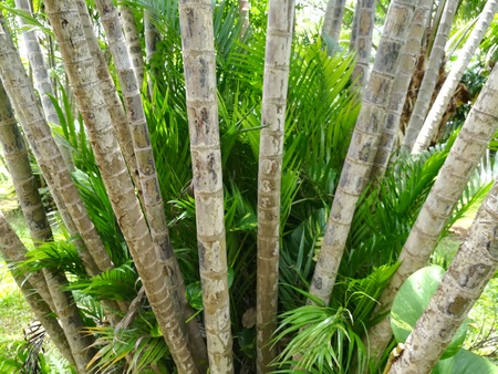 Cluster of palm tree in the garden