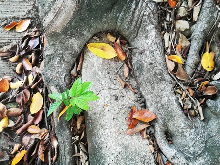 Little plant grow on the root of banyan tree. Concept for survive and adaption.