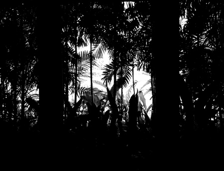 Abstract Deep forest in black and white tone. Dark and mysterious concept.の写真素材