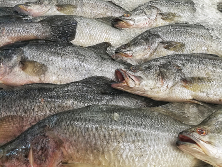 Cluster of sea bass for sale at supermarket. Fresh fish on the ice for selling.の写真素材