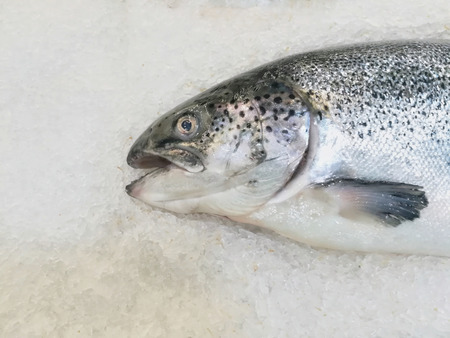 Salmon head on ice. Fresh salmon for selling at supermarket.