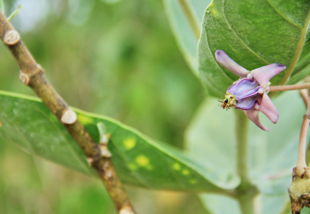 Giant Indian Milkweed and ant. Picture with copy space.の写真素材