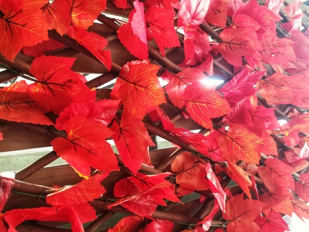 Red leaves. Autumn leaves background.