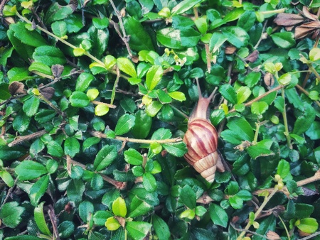 African land snail moves on the green leaves floor. Picture with copy space.の写真素材