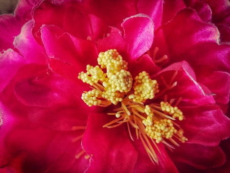 Close up picture of stamen flower. Beautiful in the nature.の写真素材