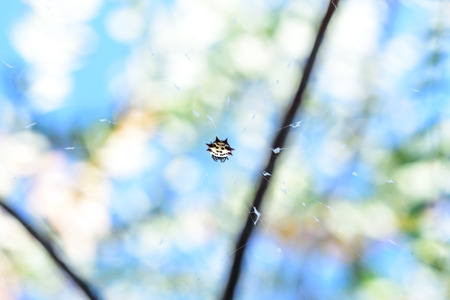 Spiny Spiderの写真素材
