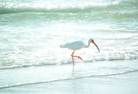 White Ibis Bird on the beach in the summerの写真素材