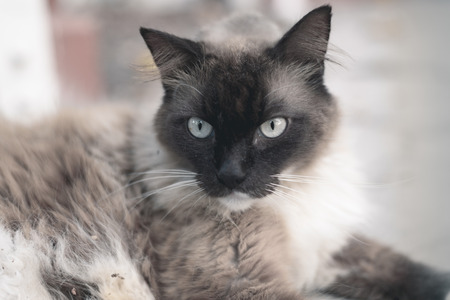 Snow shoes,ragdoll,siamese cat chilling on the street photo with vintage,dreamy effect.の写真素材