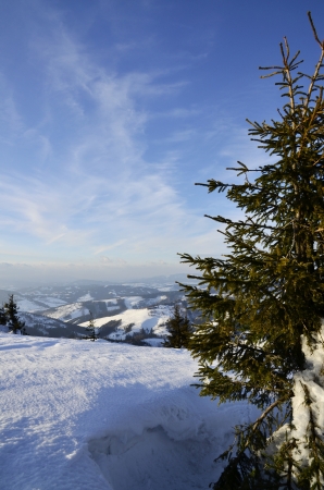 winter country with a treeの写真素材