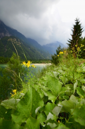 Yellow flower on the bank of mountain lakeの写真素材