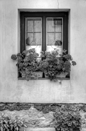 Old style window with geranium flowers black and whiteの写真素材