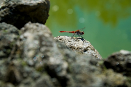 Red dragonfly closeup on green backgroundの写真素材