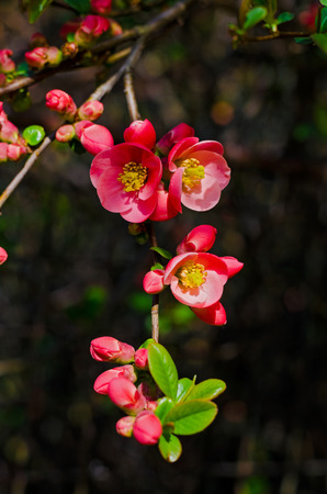 Limb full of  vivid red pink quince blossoms of Chaenomeles japonica with a blured rusty wire fence background blooming in the spring sunlight の写真素材
